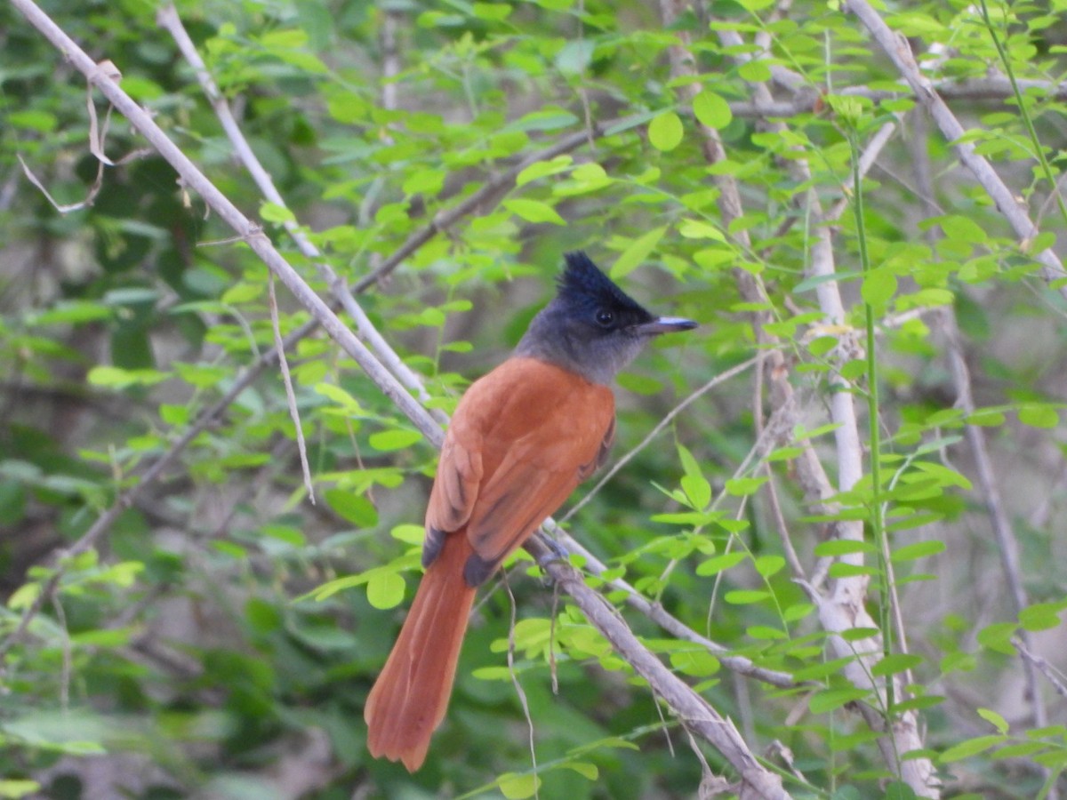 Indian Paradise-Flycatcher - ML642651534