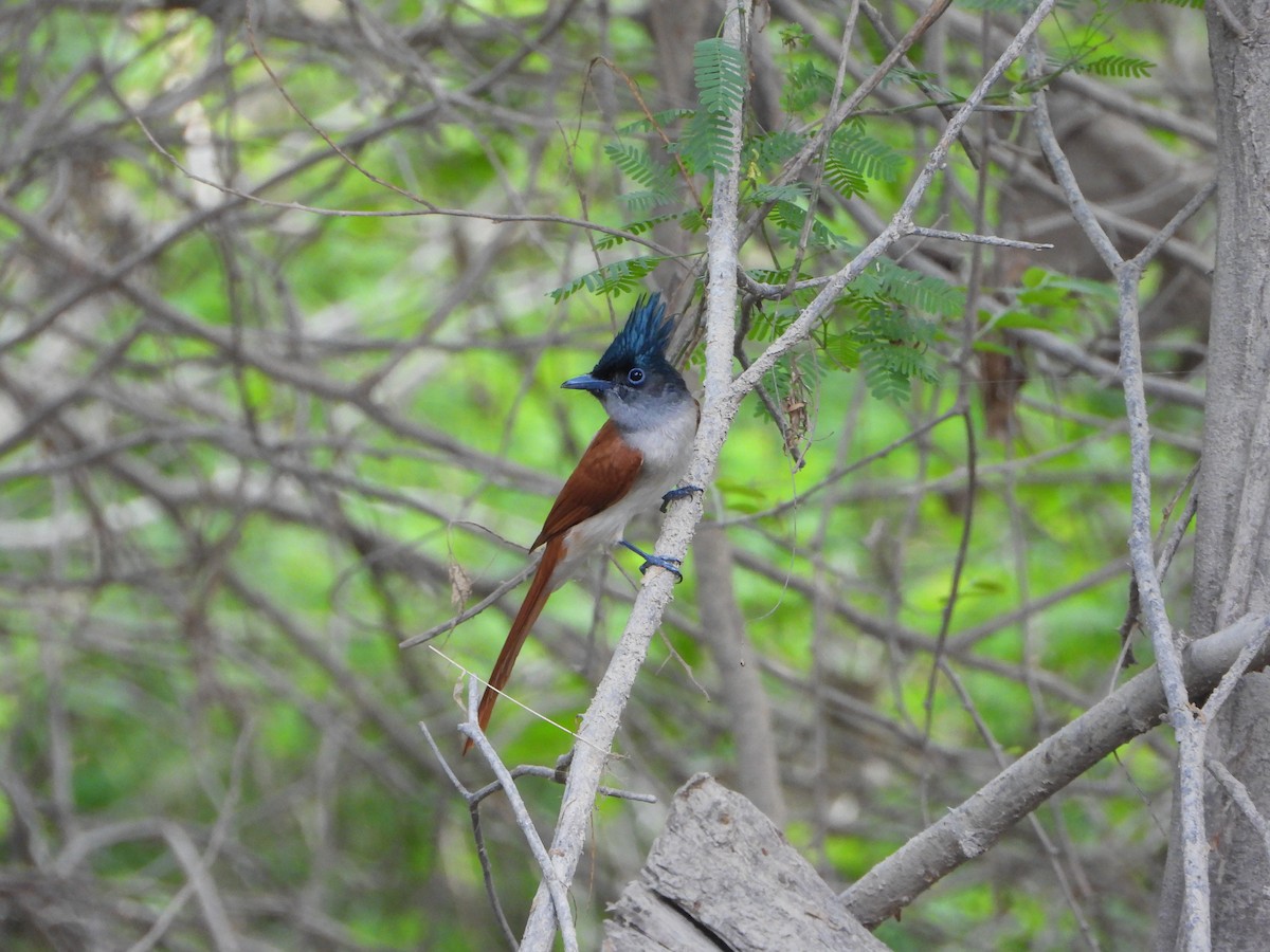 Indian Paradise-Flycatcher - ML642651535