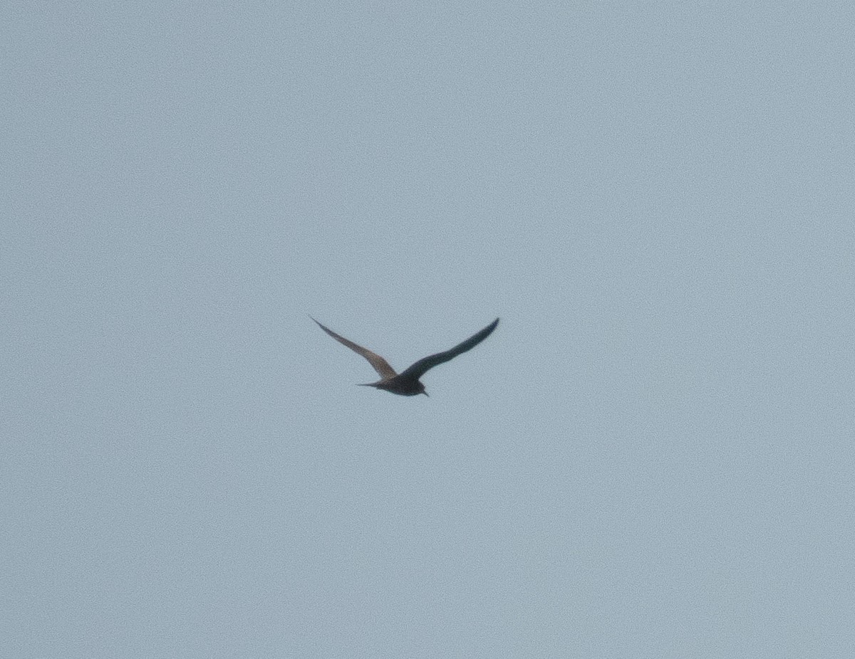 Brown Noddy - ML642651544