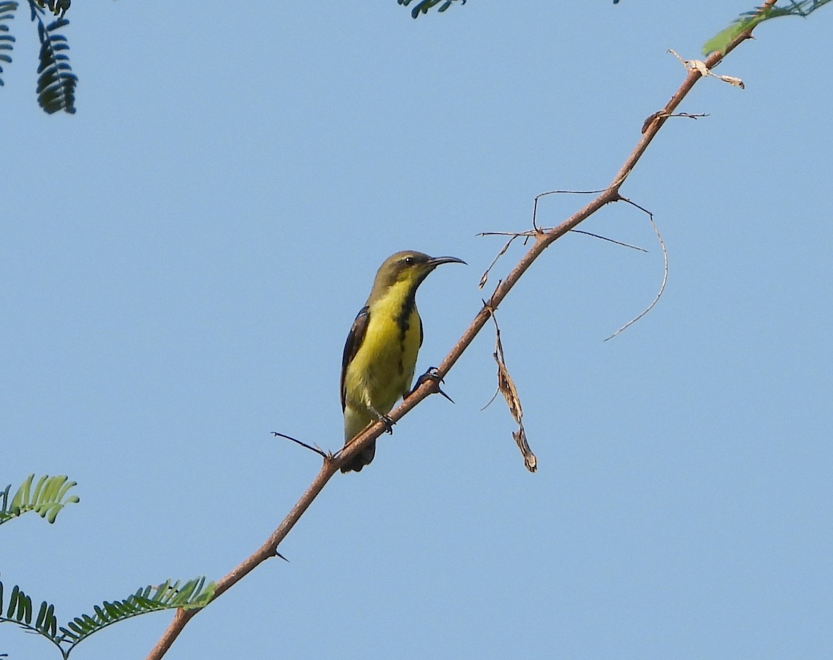 Purple Sunbird - ML642651571