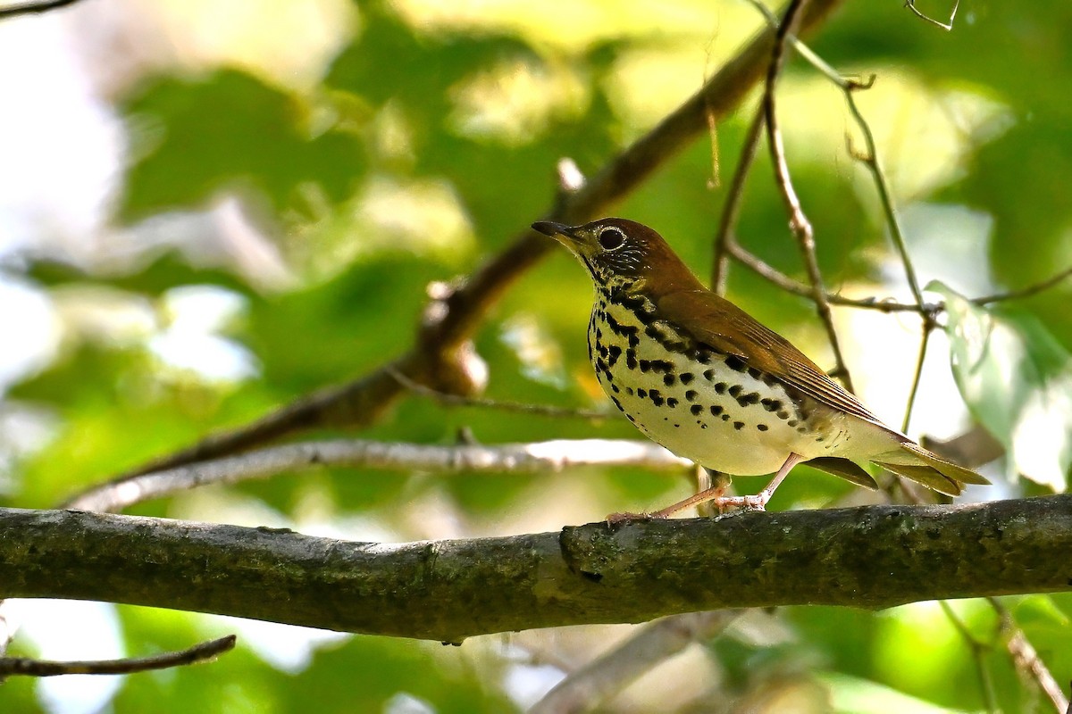 Wood Thrush - John Kramer
