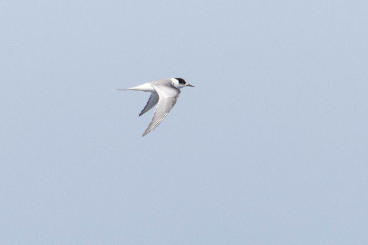 Arctic Tern - ML642651578