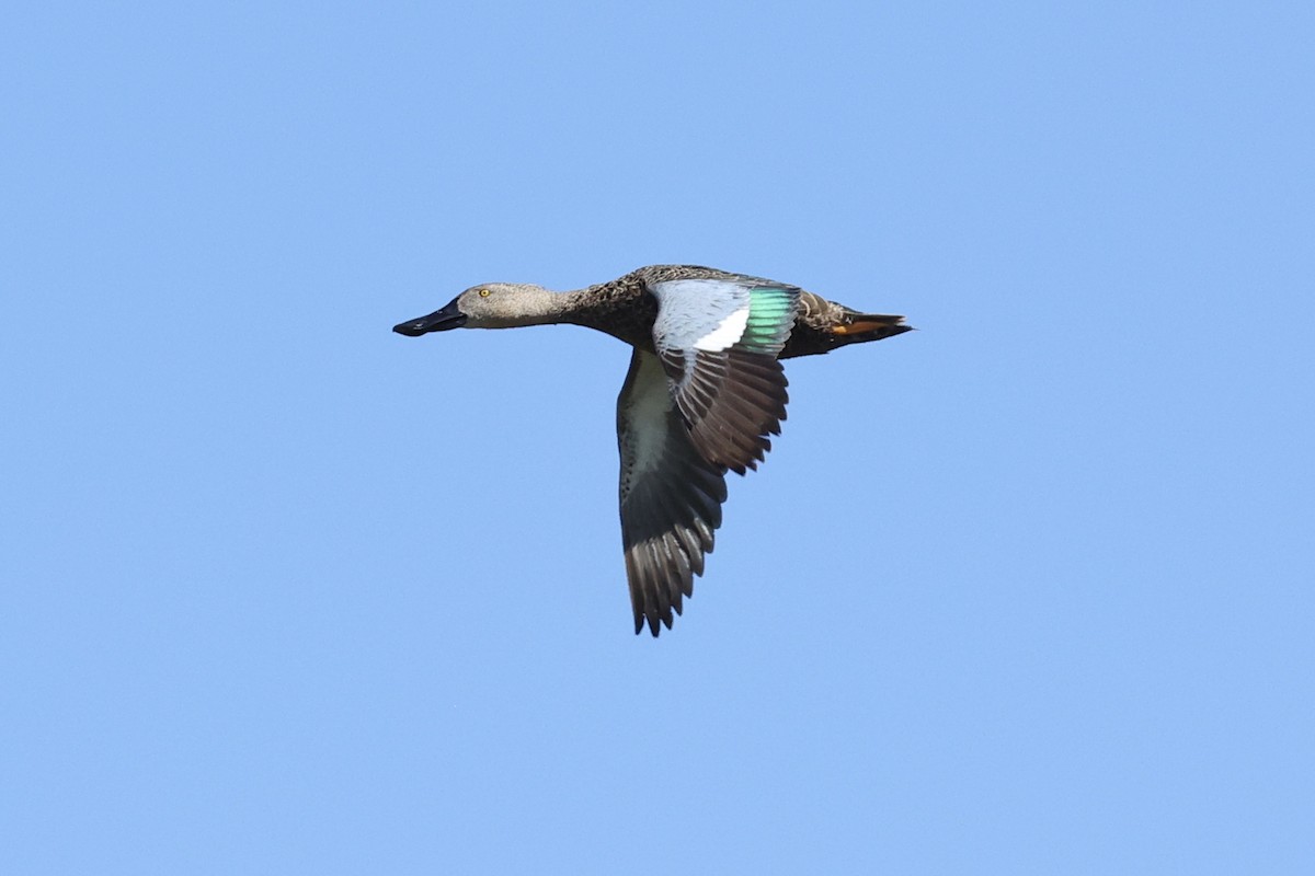 Cape Shoveler - ML642651585