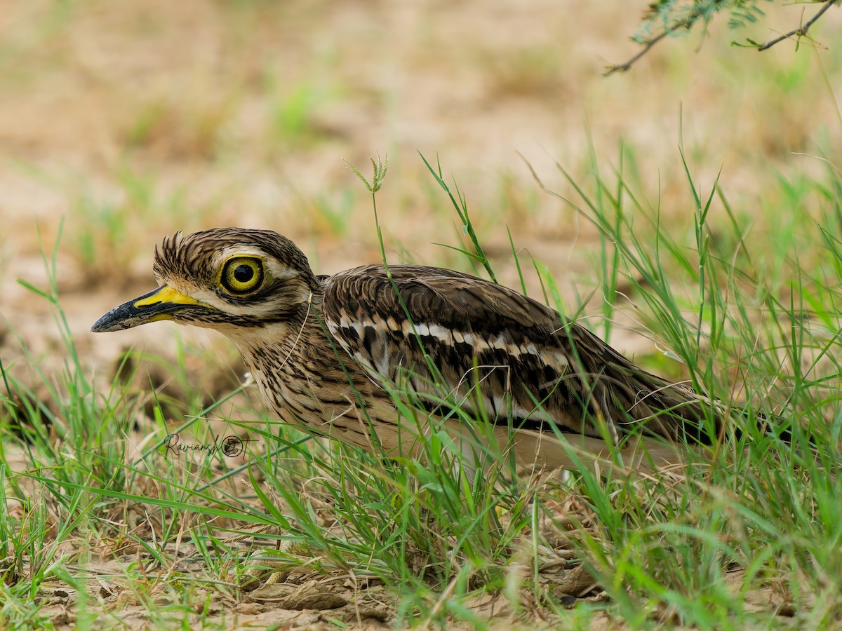Indian Thick-knee - ML642651608