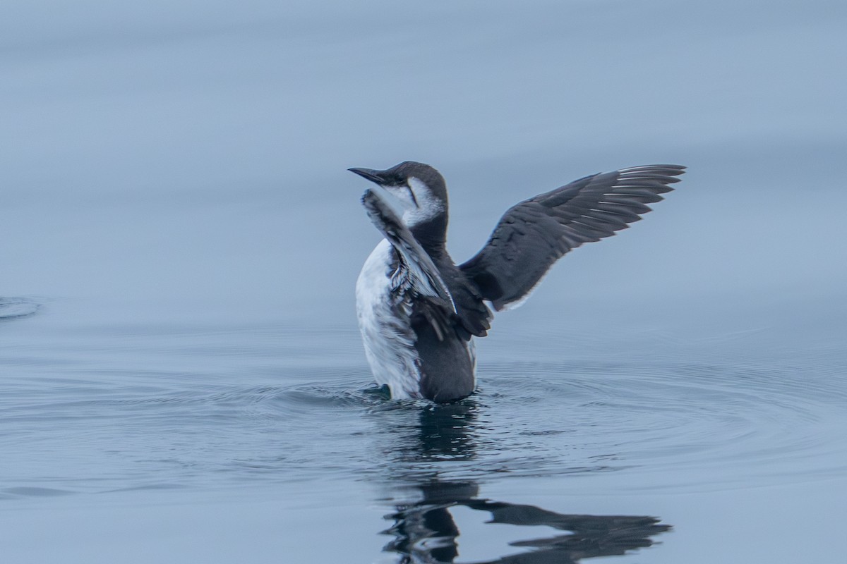 Guillemot marmette - ML642651611