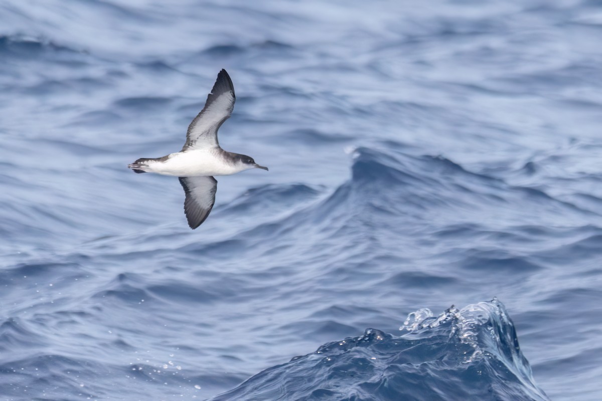 Manx Shearwater - ML642651612