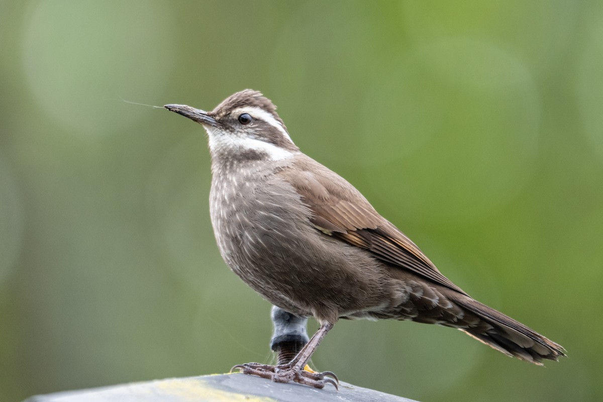 Dark-bellied Cinclodes - ML642651647