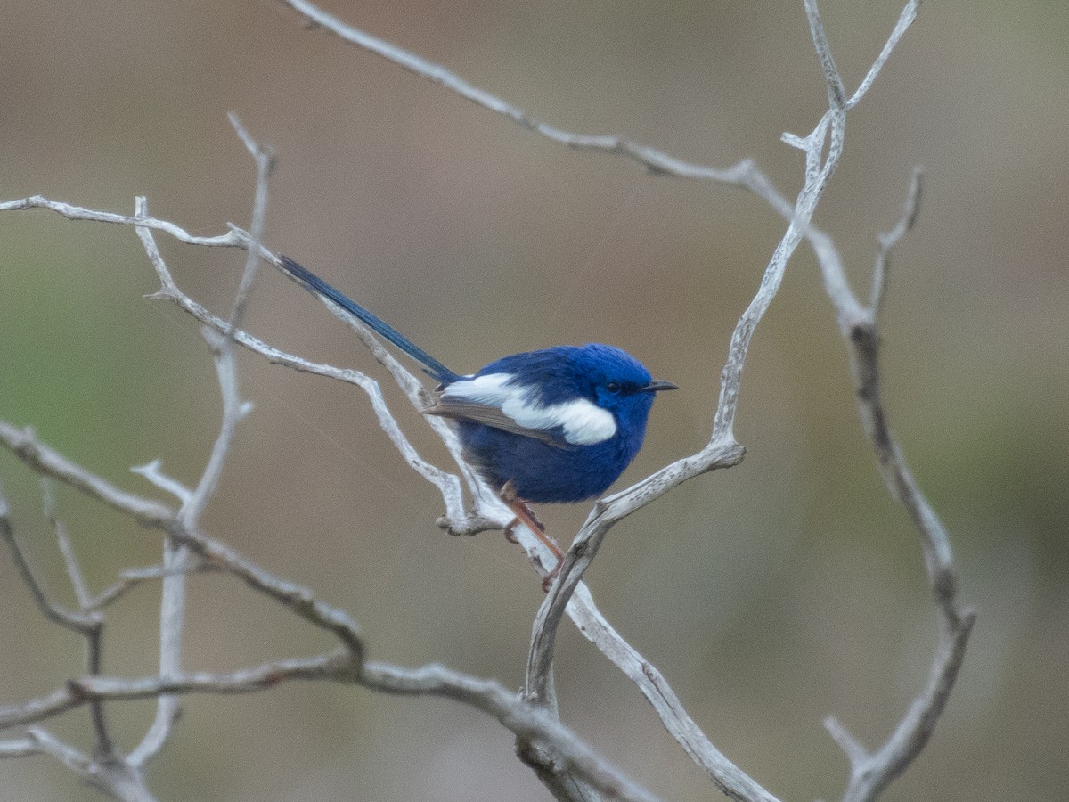 White-winged Fairywren (Blue-and-white) - ML642651650