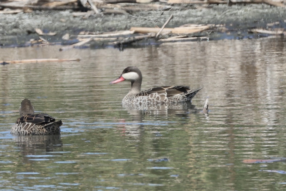 Red-billed Duck - ML642651652