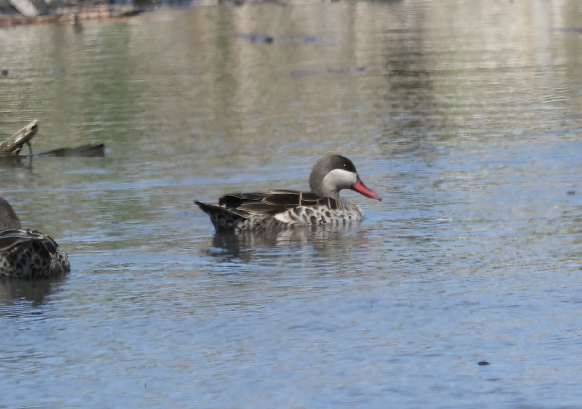 Red-billed Duck - ML642651653