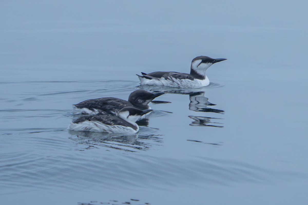 Guillemot marmette - ML642651658