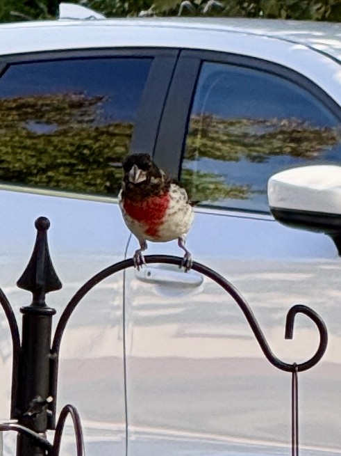 Cardinal à poitrine rose - ML642651676