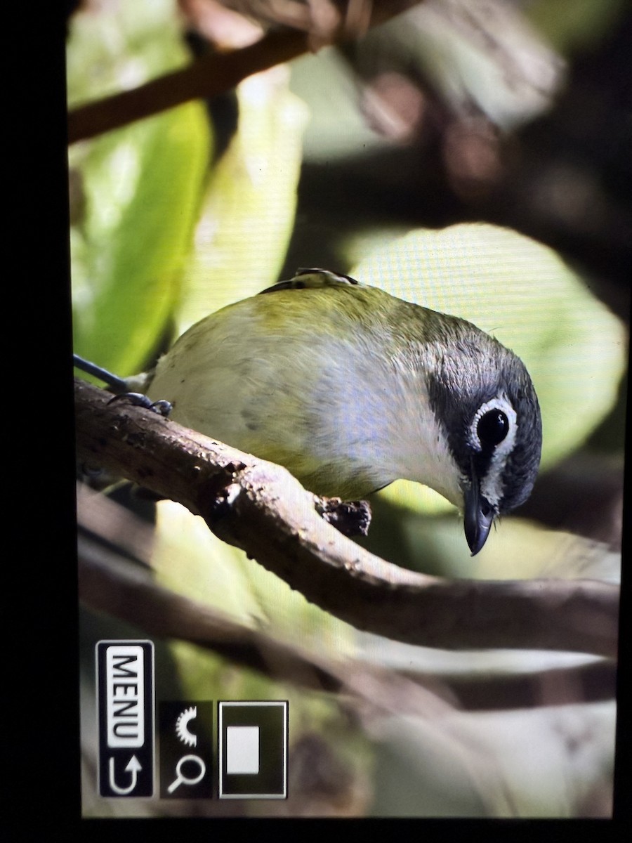 Blue-headed Vireo - ML642651678