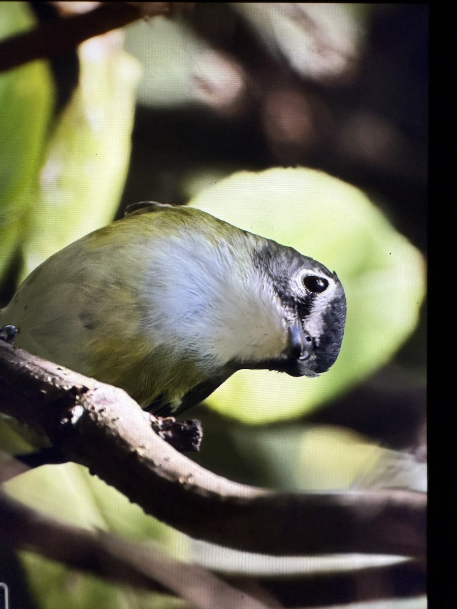 Blue-headed Vireo - ML642651679