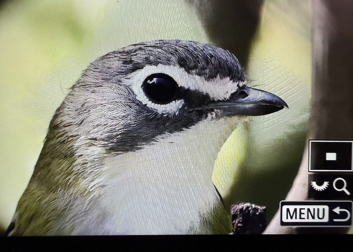 Blue-headed Vireo - ML642651680