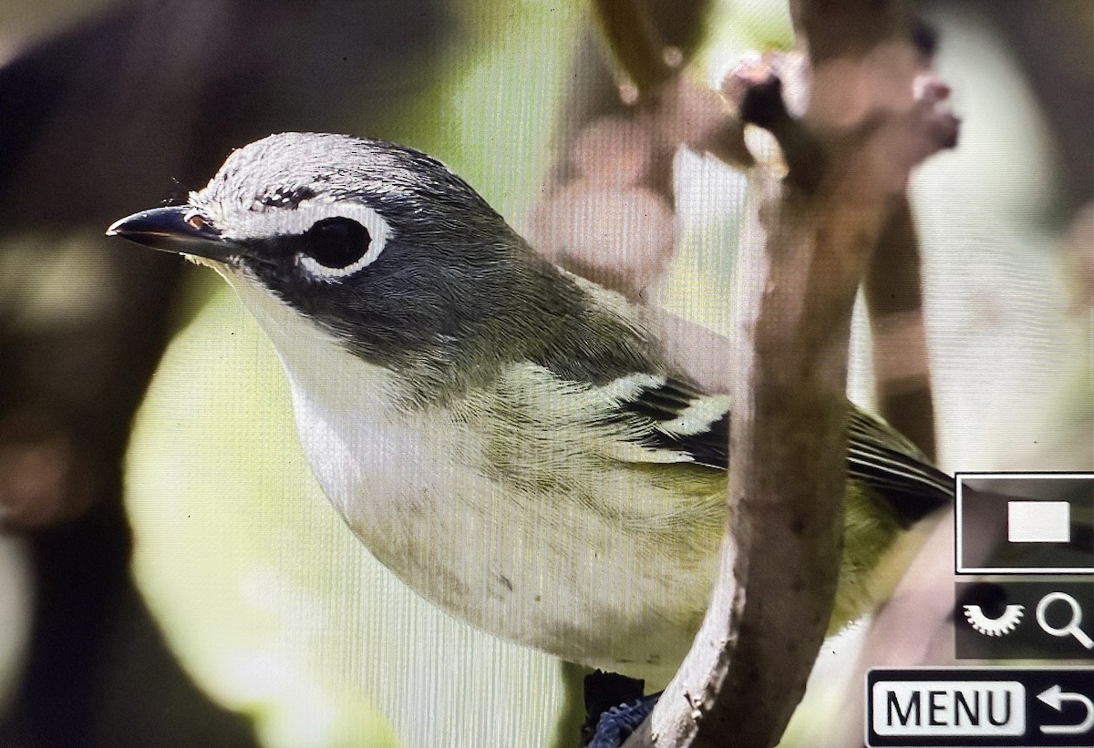 Blue-headed Vireo - ML642651681