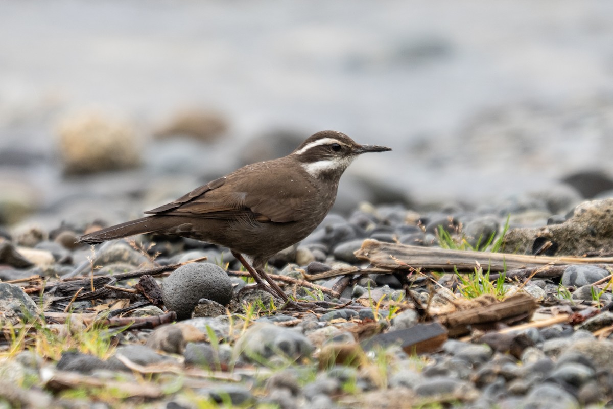 Dark-bellied Cinclodes - ML642651698