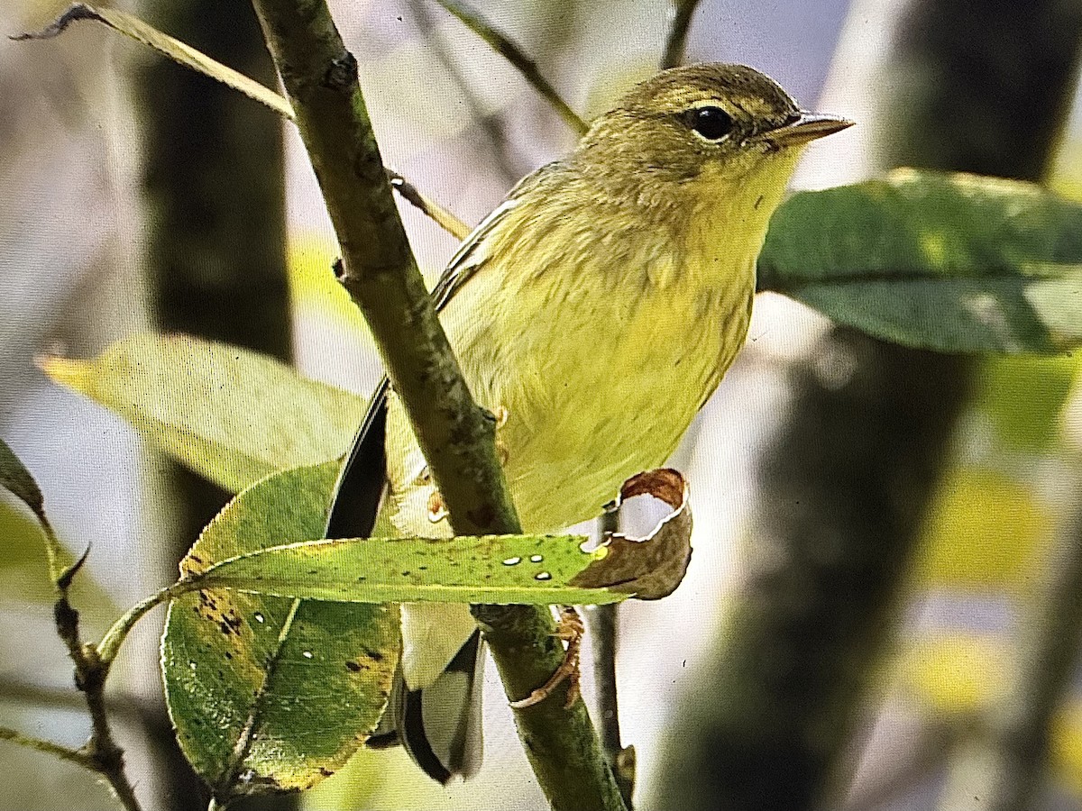Blackpoll Warbler - ML642651699
