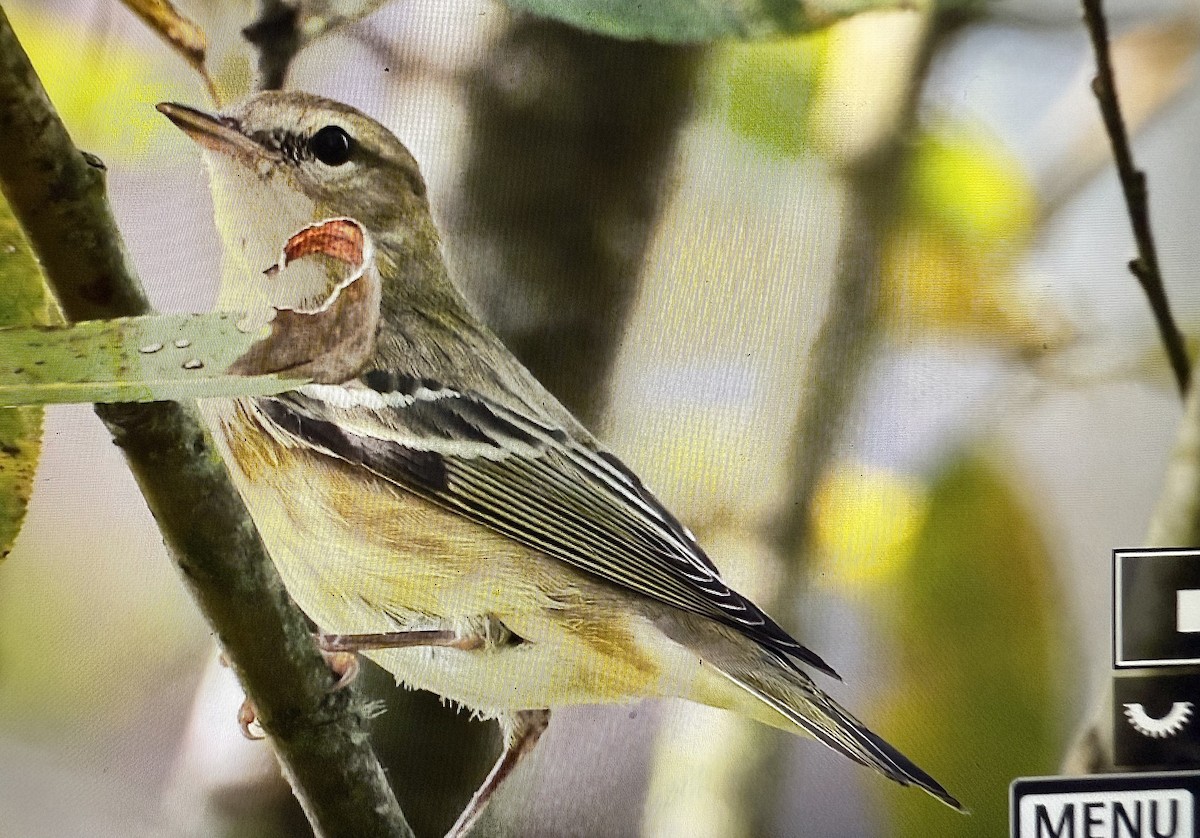 Blackpoll Warbler - ML642651701