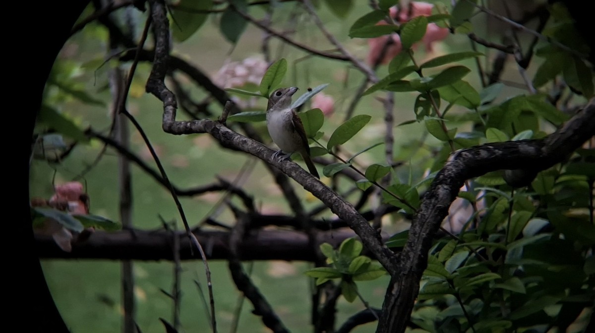 Tiger Shrike - ML642651702