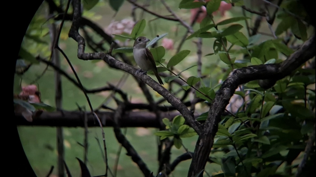 Tiger Shrike - ML642651704