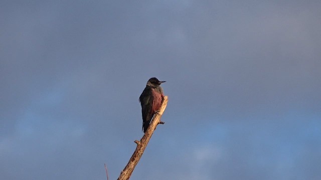 Lewis's Woodpecker - ML642651739