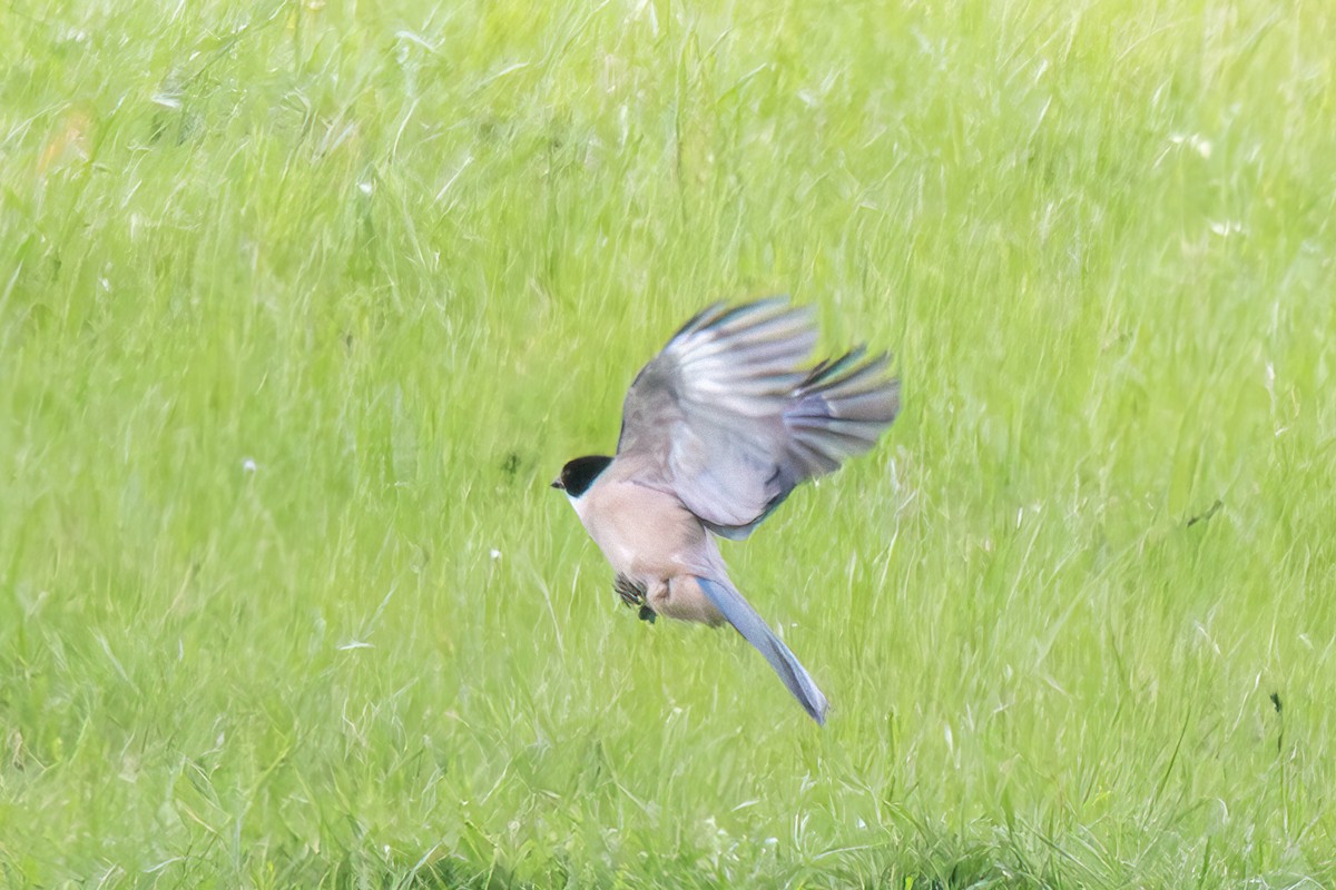 Iberian Magpie - ML642651747