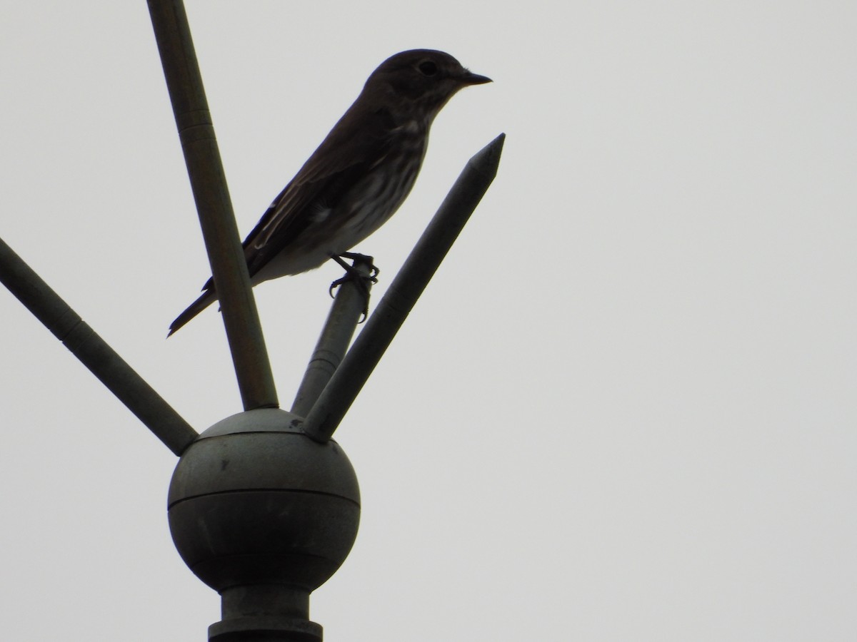 Gray-streaked Flycatcher - ML642651748