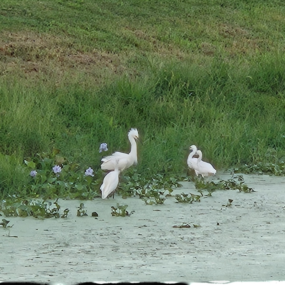 Snowy Egret - ML642651761