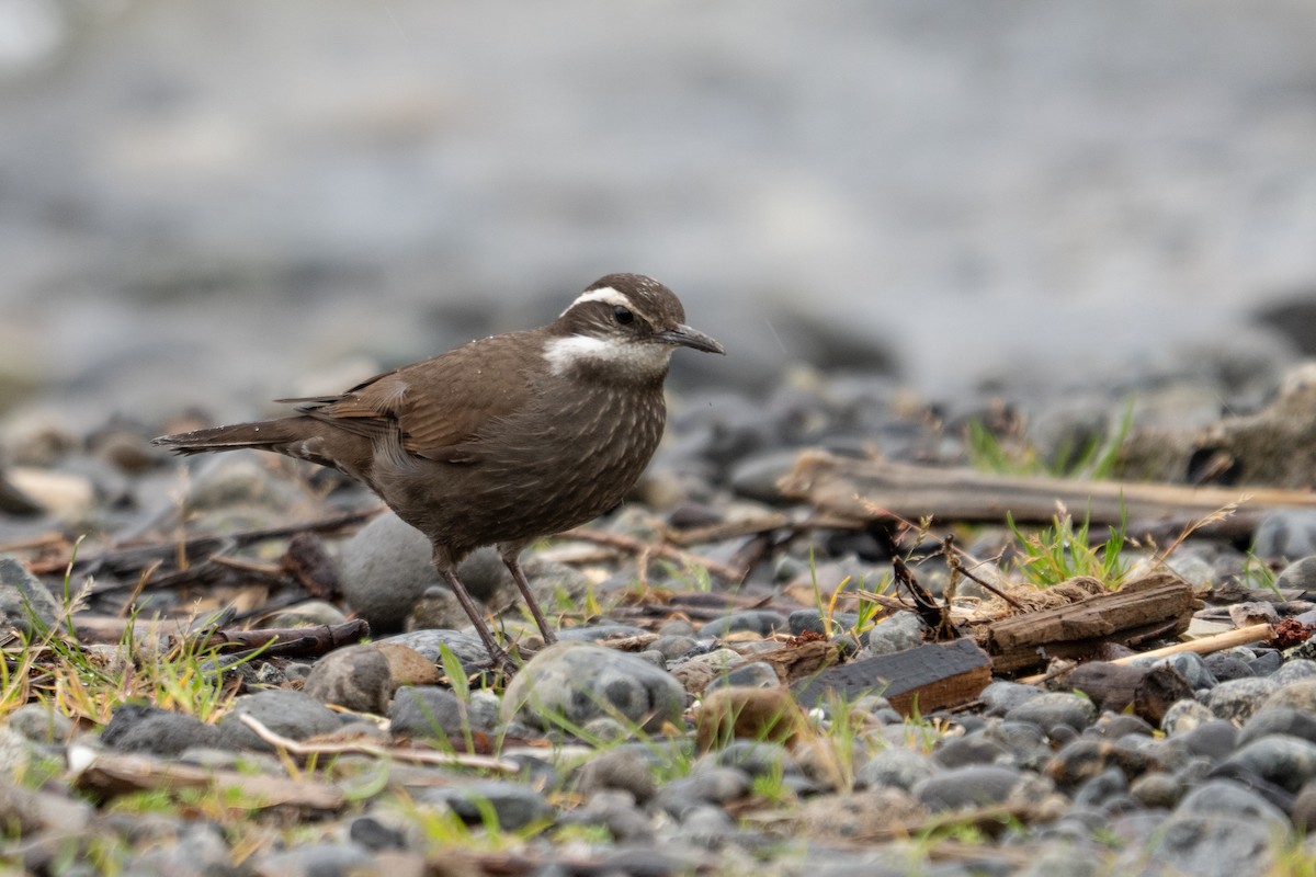 Dark-bellied Cinclodes - ML642651765