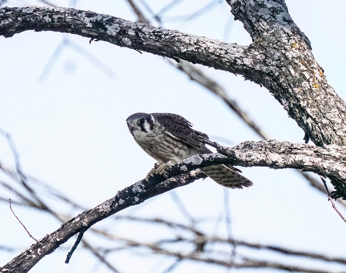 American Kestrel - ML642651783