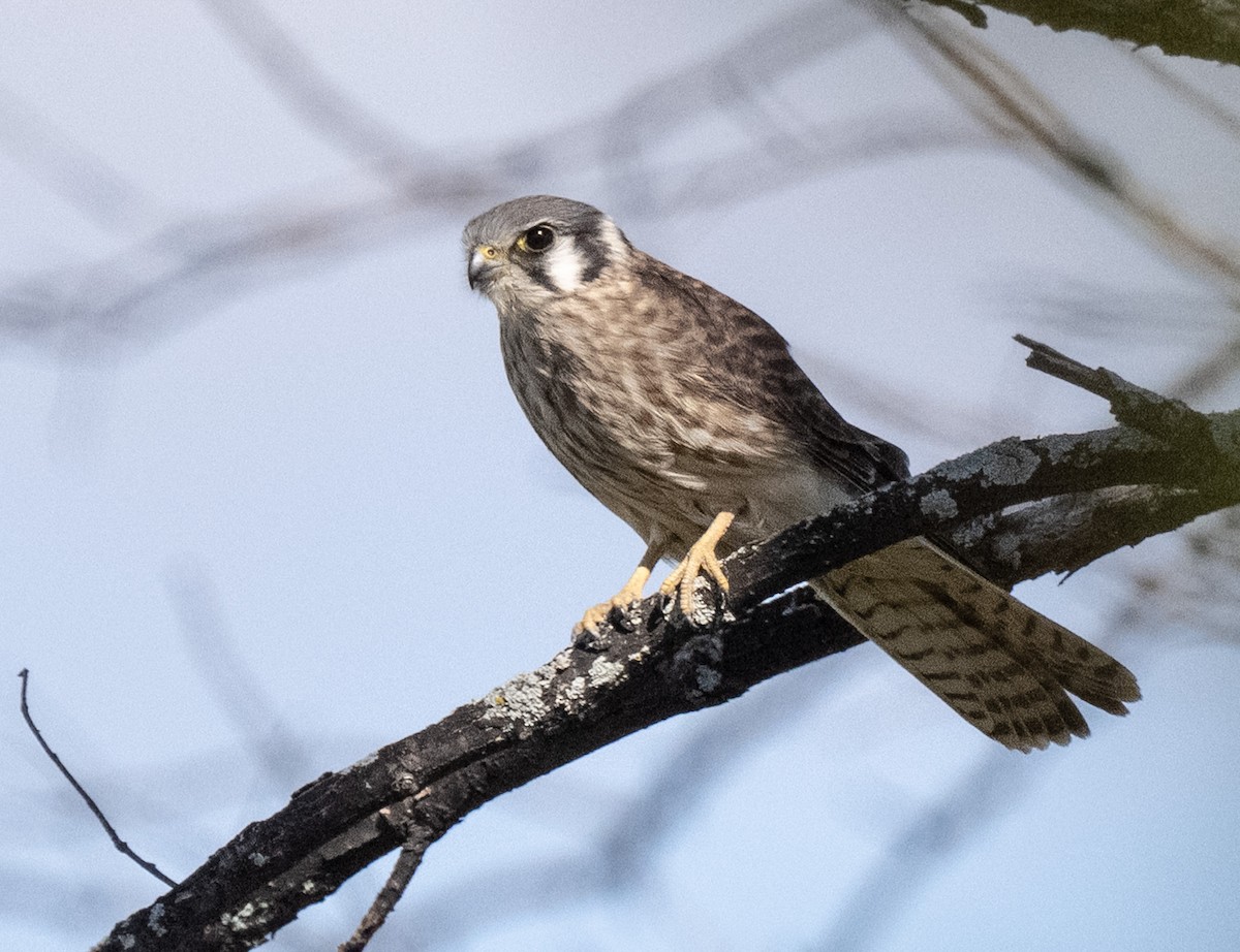 American Kestrel - ML642651785