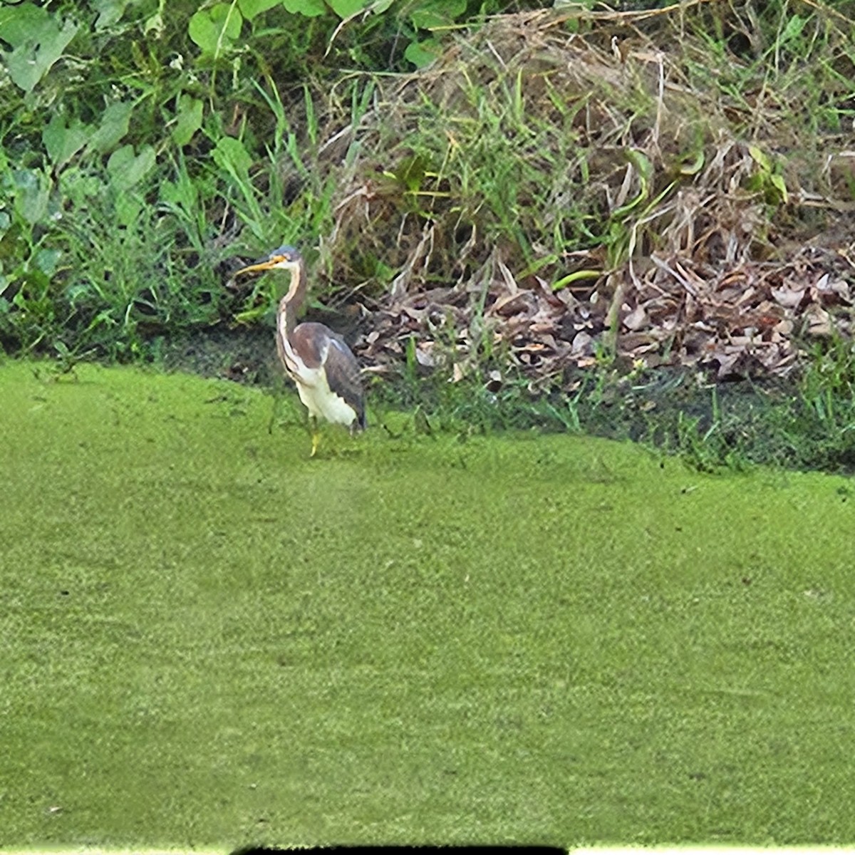 Tricolored Heron - ML642651797