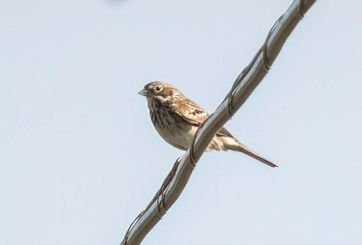 Vesper Sparrow - ML642651798