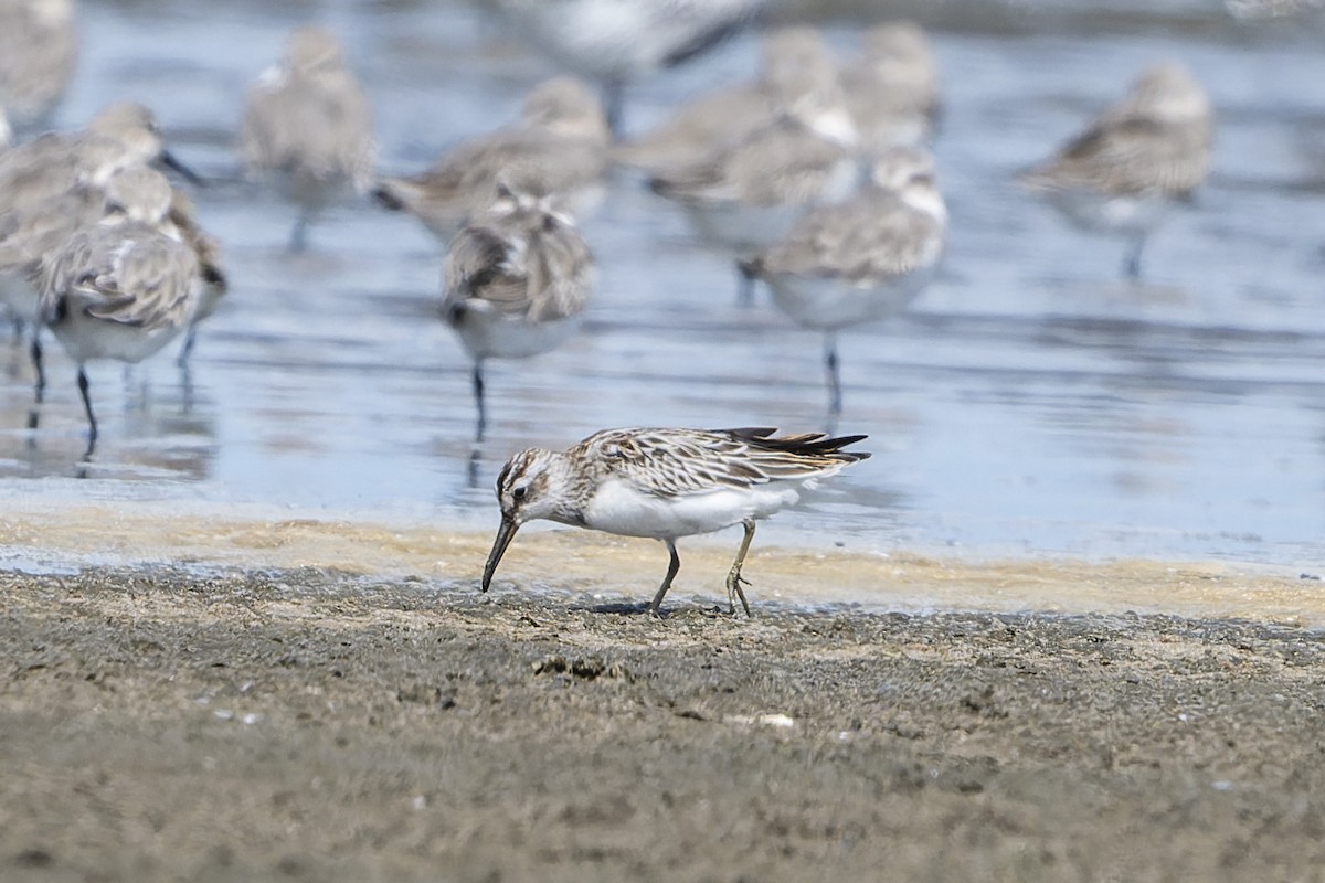 Broad-billed Sandpiper - ML642651813