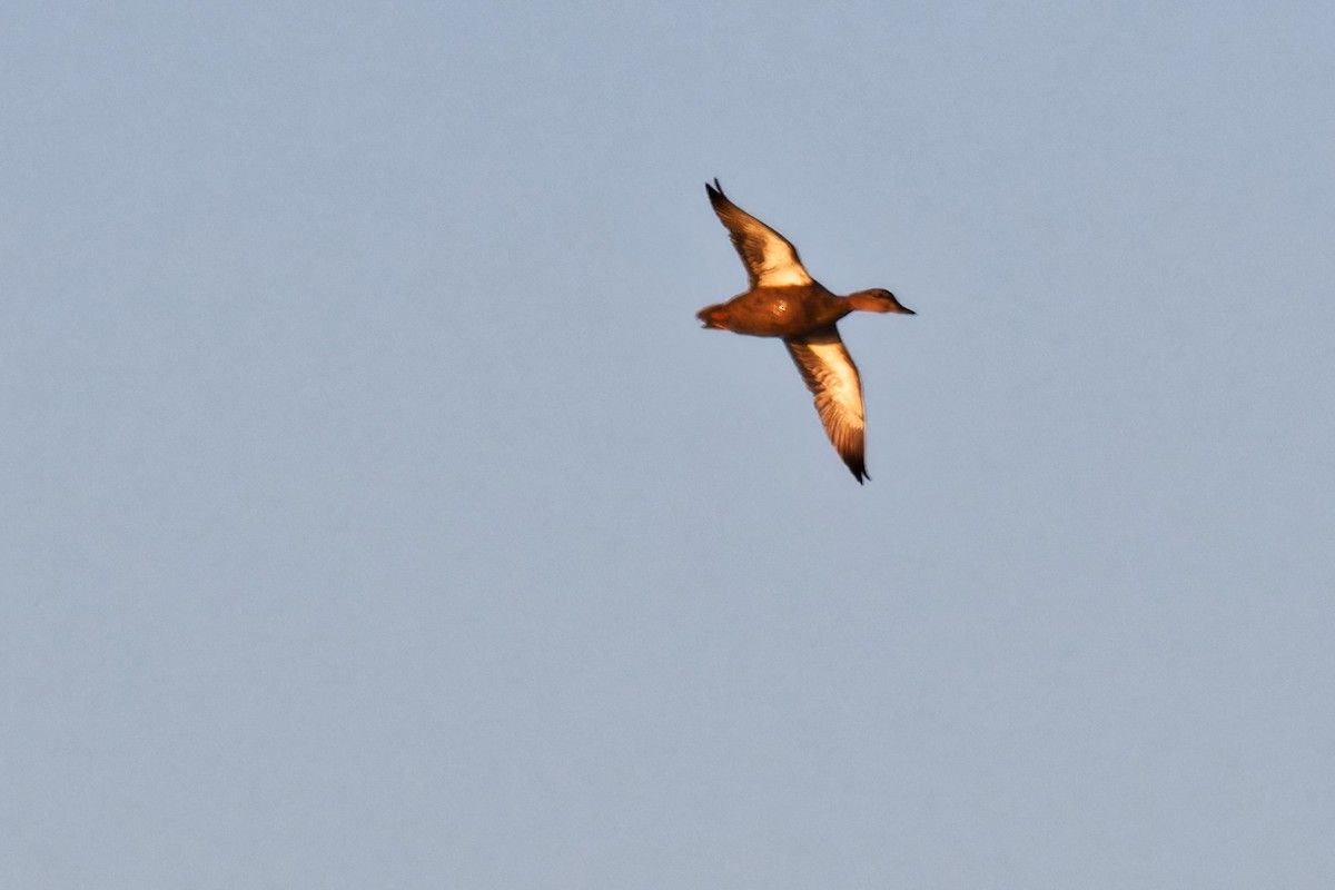 American Black Duck - ML642651815