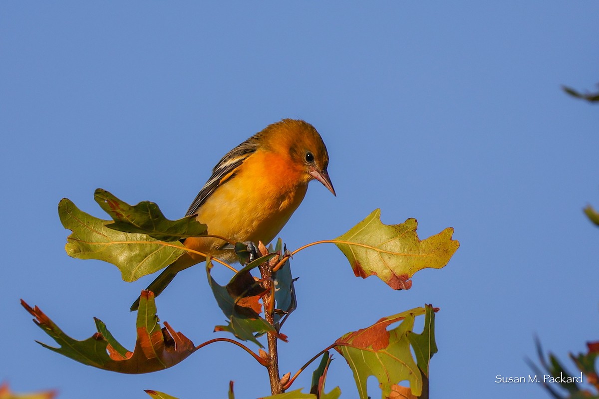 Baltimore Oriole - ML642651820