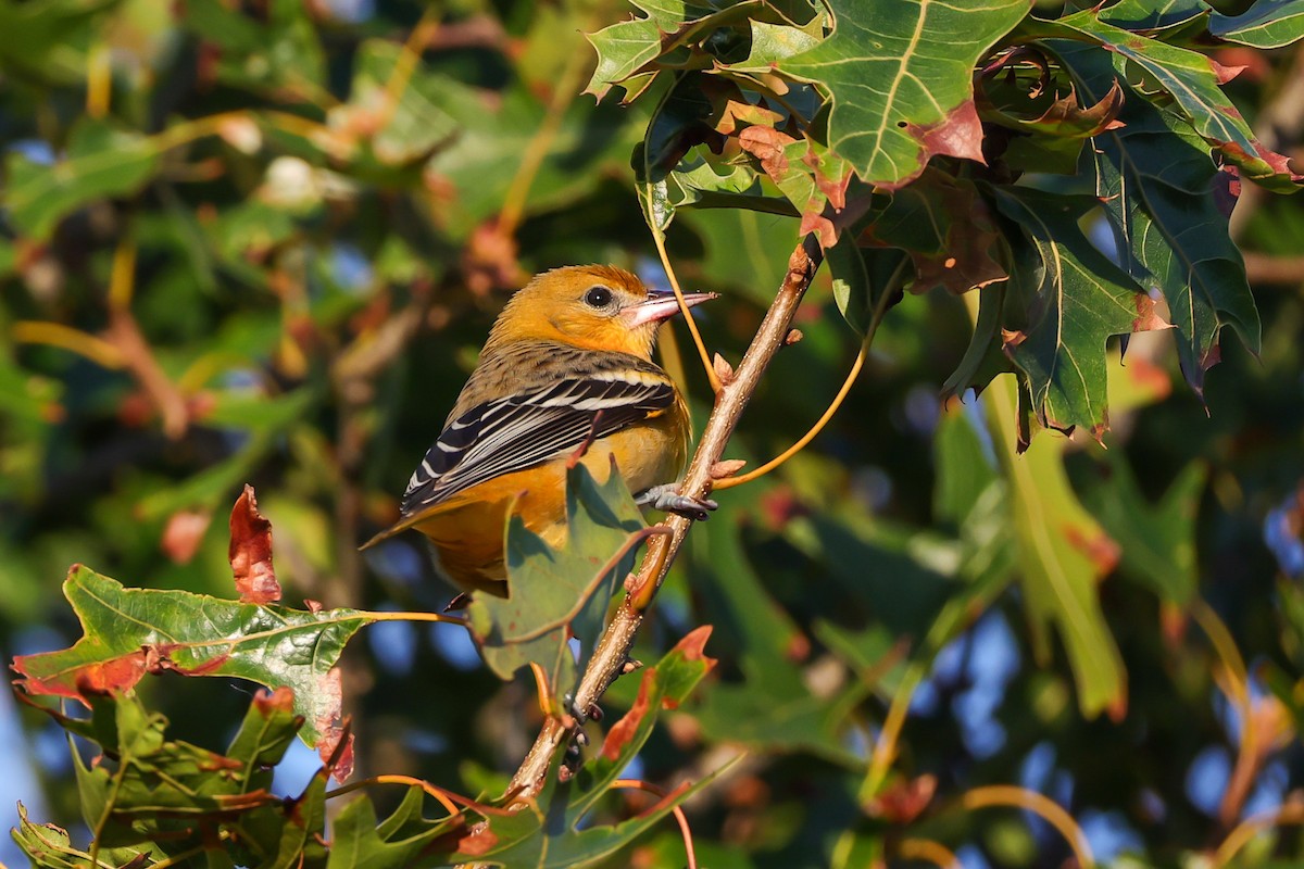 Baltimore Oriole - ML642651821
