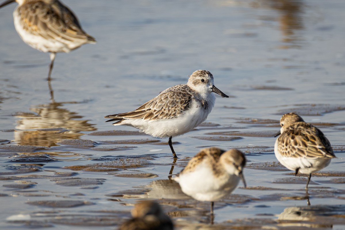 Spoon-billed Sandpiper - ML642651873