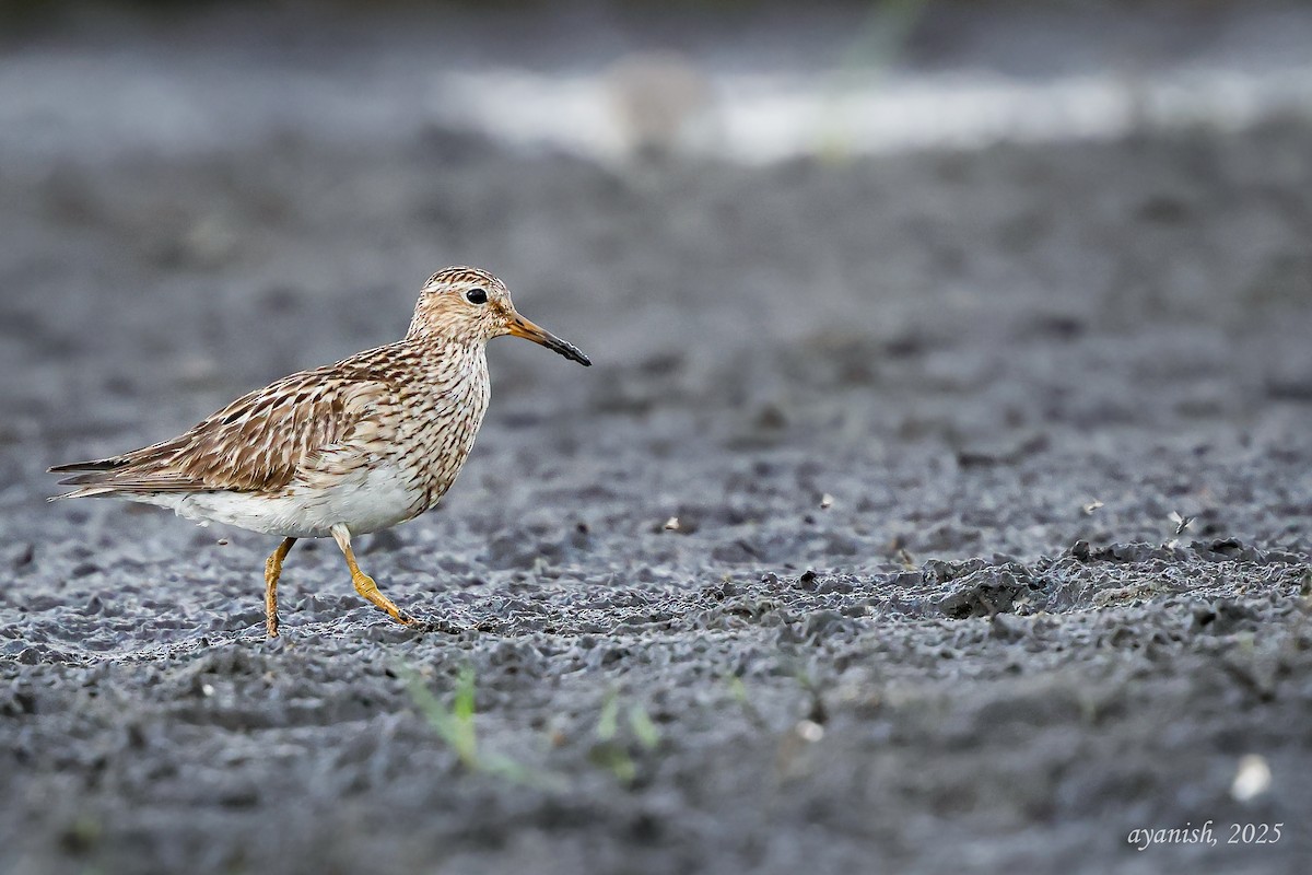 アメリカウズラシギ - ML642651876