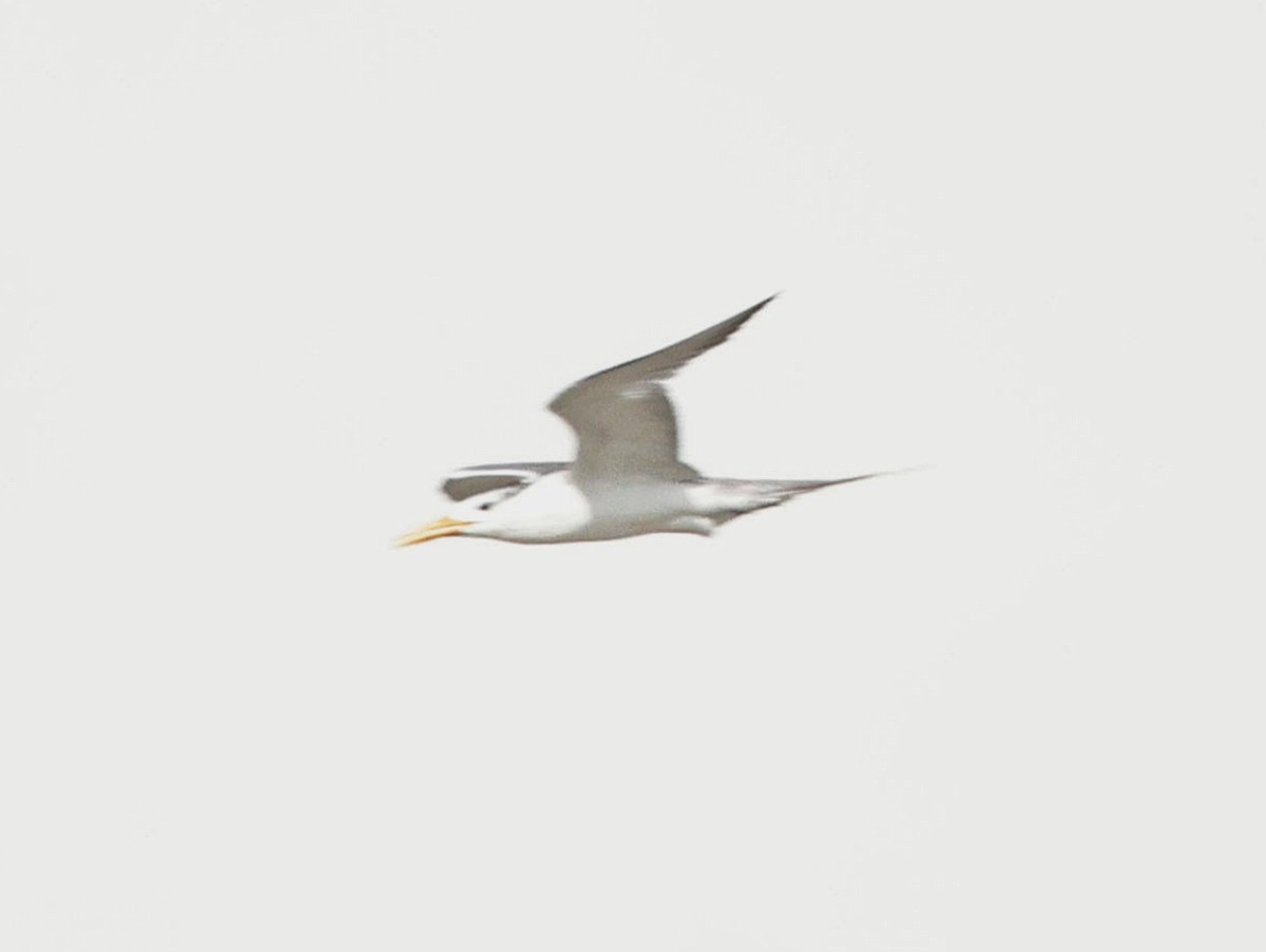 Great Crested Tern - ML642651887