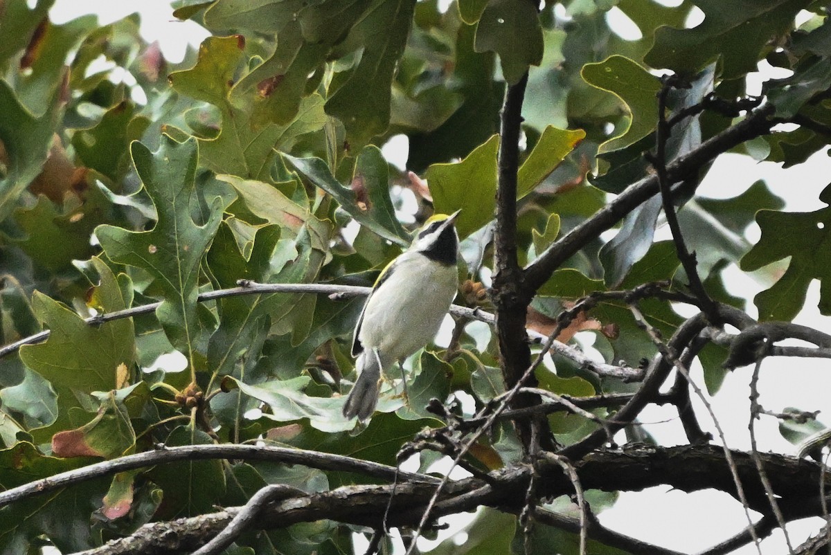 Golden-winged Warbler - ML642651911
