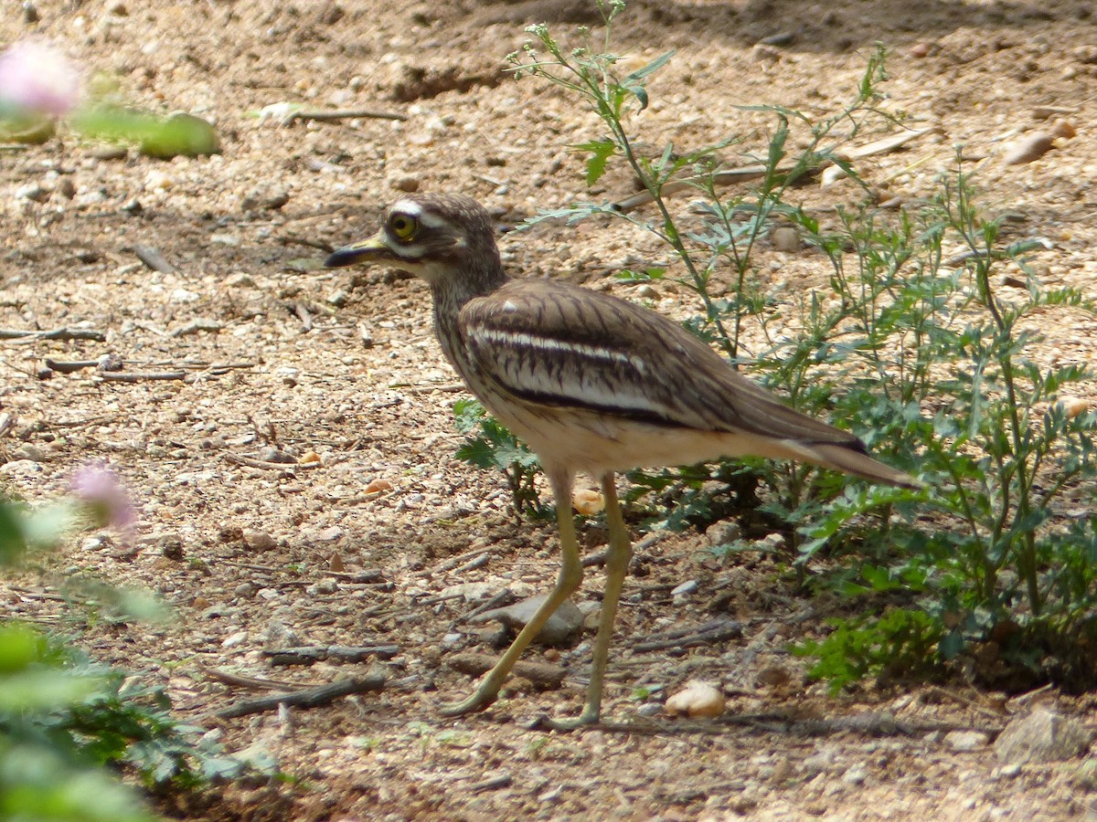 Indian Thick-knee - ML642651927