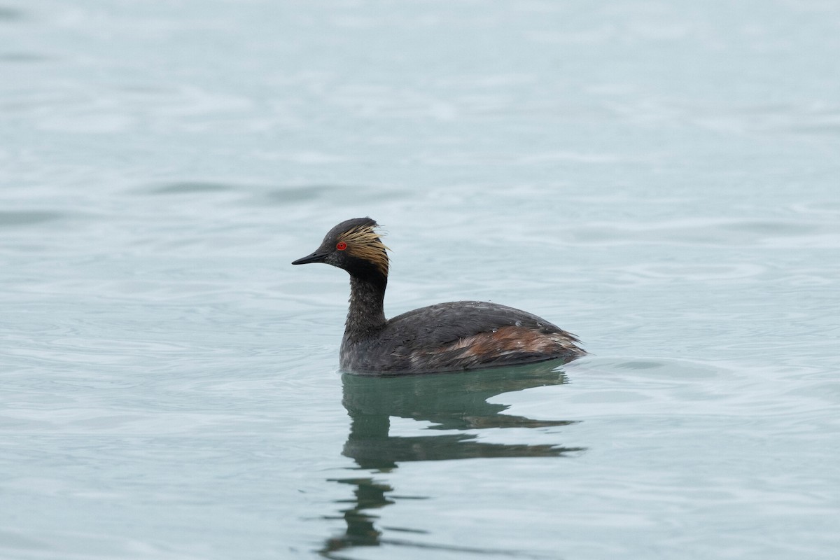 Eared Grebe - ML642651946
