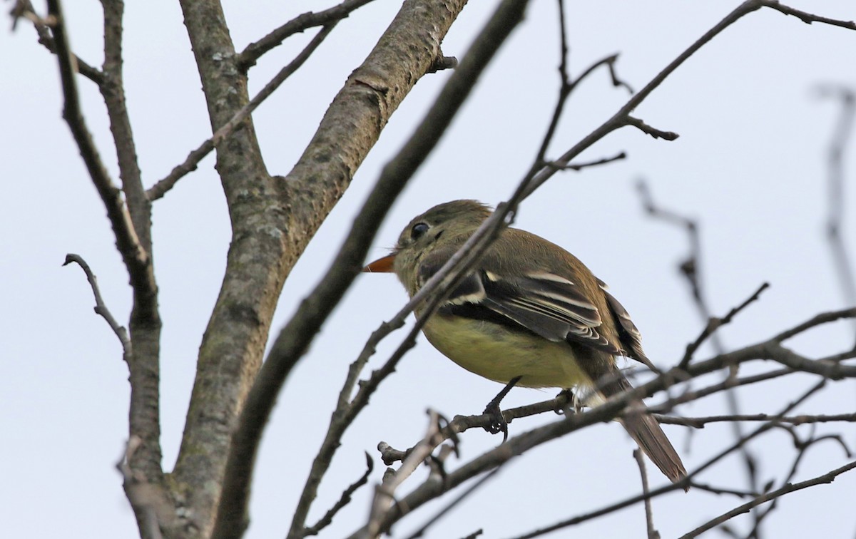 tyranovec malinký - ML642651983