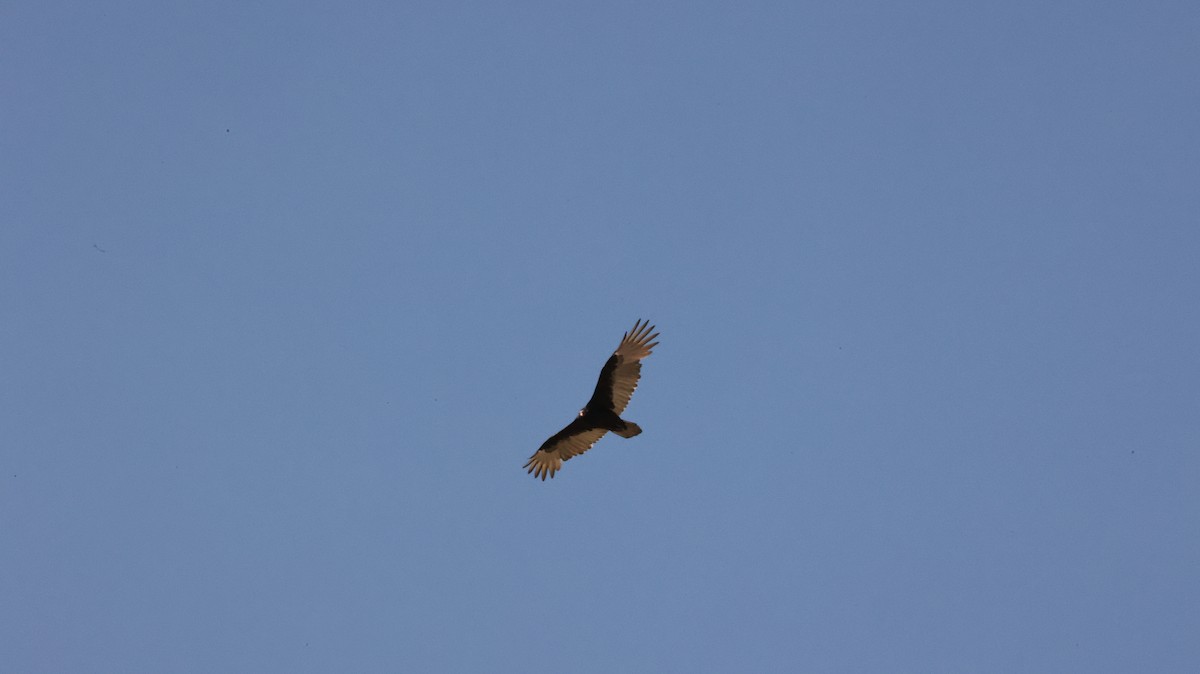Turkey Vulture - ML642652024