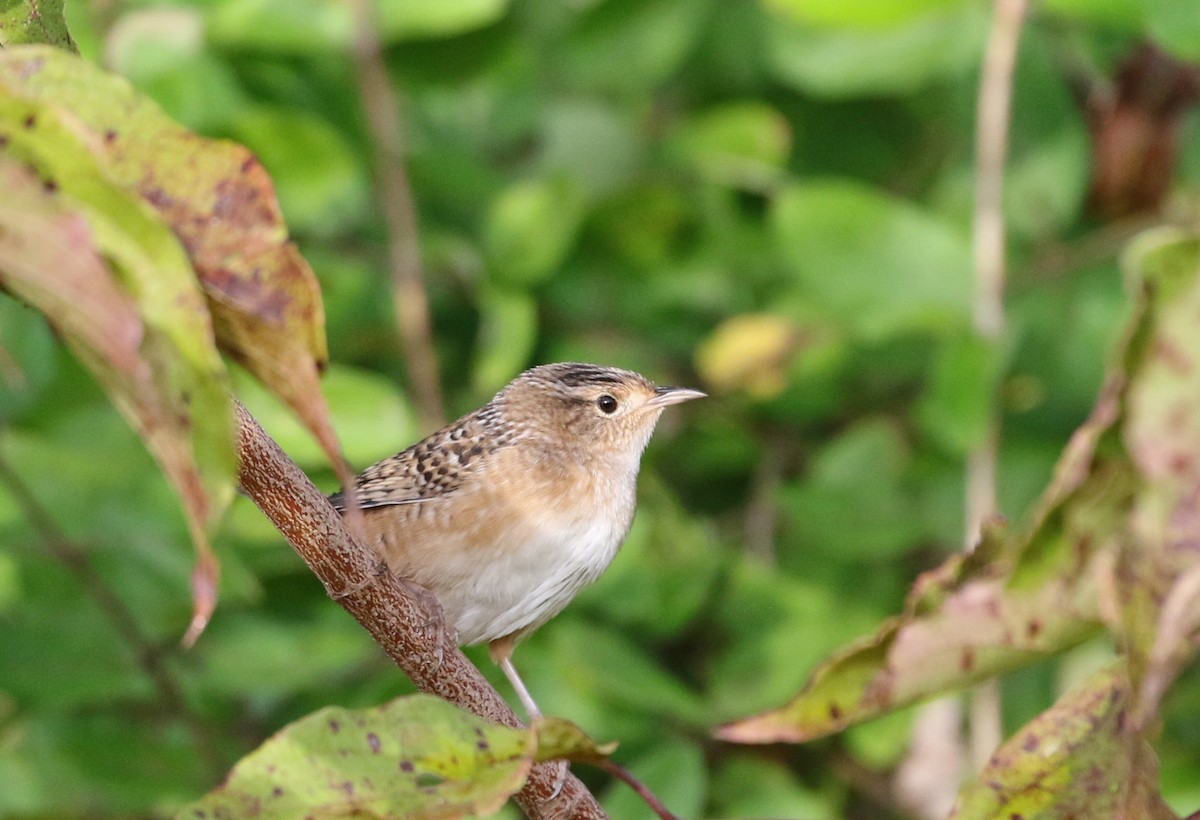 Sedge Wren - ML642652033