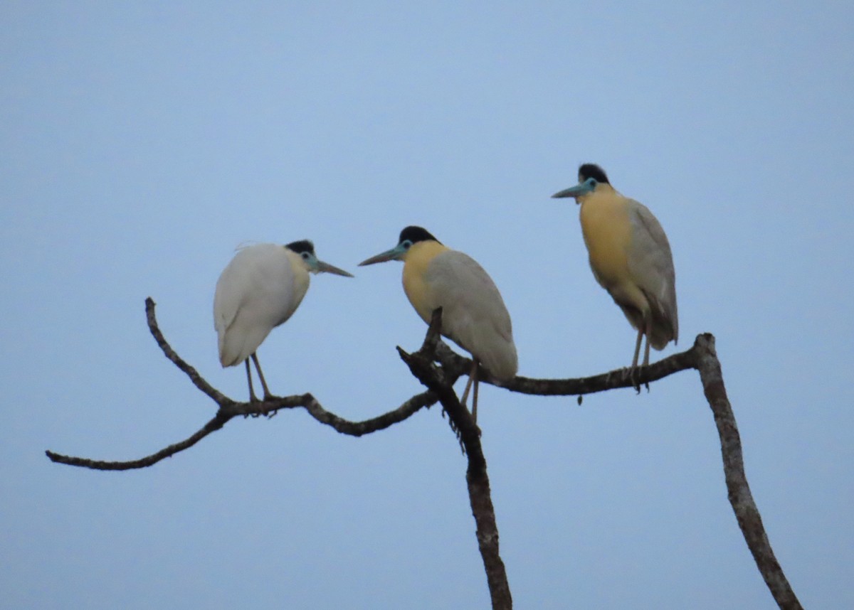 Capped Heron - ML642652038