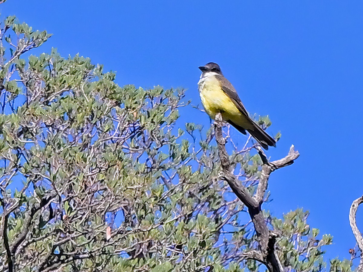 Thick-billed Kingbird - ML642652049