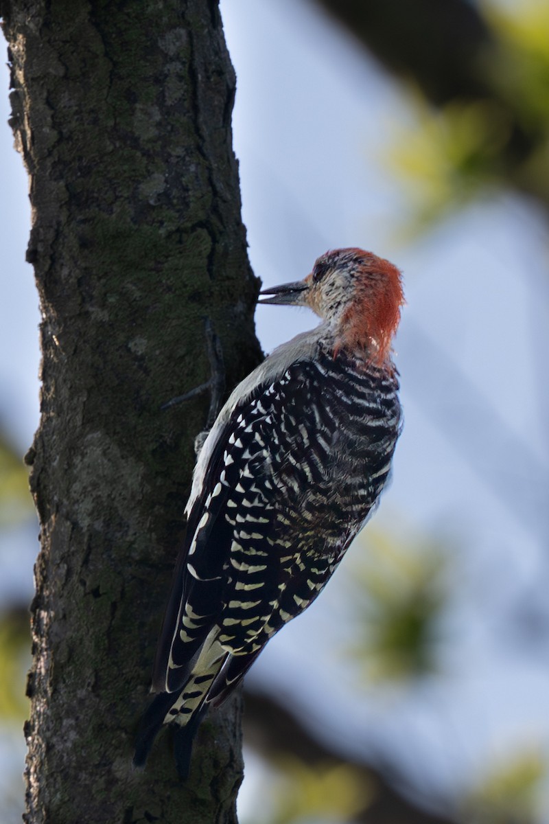 Red-bellied Woodpecker - ML642652050